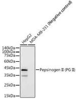 Pepsinogen II Antibody in Western Blot (WB)