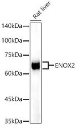 ENOX2 Recombinant Rabbit Monoclonal Antibody (4O4Q7)