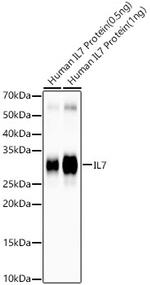 IL-7 Recombinant Rabbit Monoclonal Antibody (3J8F3)