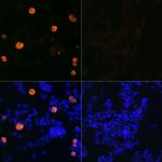 SARS-CoV-2 3CLpro Recombinant Rabbit Monoclonal Antibody (8C4K3)