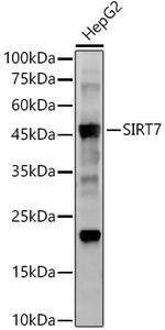 SIRT7 Recombinant Rabbit Monoclonal Antibody (2F2V5)