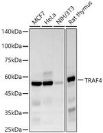 TRAF4 Recombinant Rabbit Monoclonal Antibody (8F2O5)