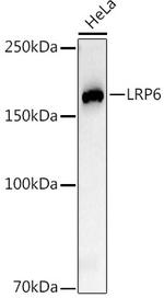 LRP6 Antibody in Western Blot (WB)