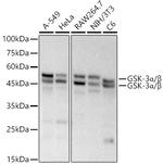 GSK3 alpha/beta Recombinant Rabbit Monoclonal Antibody (1Y5P9)