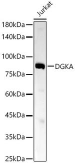 DGKA Antibody in Western Blot (WB)