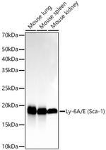 Ly-6A/E Recombinant Rabbit Monoclonal Antibody (2G6H10)