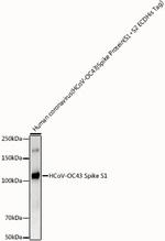 HCoV-OC43 Spike S1 Antibody in Western Blot (WB)