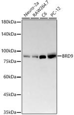 BRD9 Recombinant Rabbit Monoclonal Antibody (8C4G2)