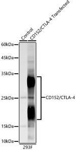 CTLA-4 Recombinant Rabbit Monoclonal Antibody (6L2I6)