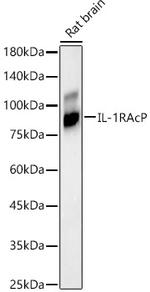 IL-1RAcP Antibody in Western Blot (WB)