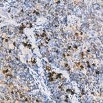 Mouse IgM Antibody in Immunohistochemistry (Paraffin) (IHC (P))