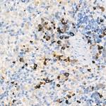 Mouse IgM Antibody in Immunohistochemistry (Paraffin) (IHC (P))