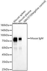 Mouse IgM Antibody in Western Blot (WB)