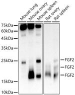 FGF2 Recombinant Rabbit Monoclonal Antibody (9I2H1)