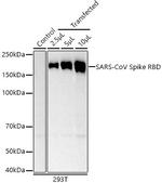 SARS-CoV Spike Protein RBD Recombinant Rabbit Monoclonal Antibody (0E9W9)