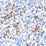 CDA Antibody in Immunohistochemistry (Paraffin) (IHC (P))