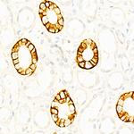 CD171 Recombinant Rabbit Monoclonal Antibody (6A2P10)