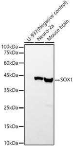 SOX1 Recombinant Rabbit Monoclonal Antibody (0H4C1)