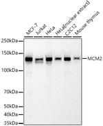 MCM2 Antibody in Western Blot (WB)