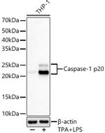 Caspase 1 p20 Recombinant Rabbit Monoclonal Antibody (1N2U7)