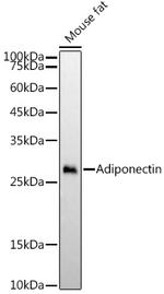 Adiponectin Recombinant Rabbit Monoclonal Antibody (3P6X1)