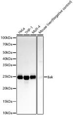 BAK Antibody in Western Blot (WB)