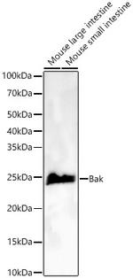 BAK Antibody in Western Blot (WB)