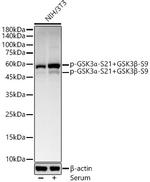 Phospho-GSK3 alpha/beta (Ser21, Ser9) Recombinant Rabbit Monoclonal Antibody (2J1P4)