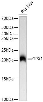 GPX1 Antibody in Western Blot (WB)