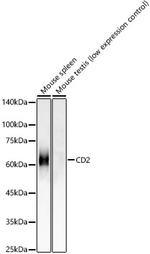 CD2 Antibody in Western Blot (WB)