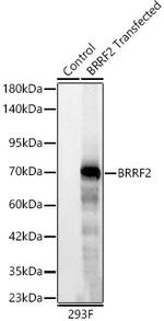 Epstein Barr Virus BRRF2 Antibody in Western Blot (WB)