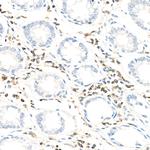 Ly-108 Antibody in Immunohistochemistry (Paraffin) (IHC (P))