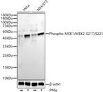 Phospho-MEK1/MEK2 (Ser217, Ser221) Antibody in Western Blot (WB)