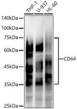 CD64 Recombinant Rabbit Monoclonal Antibody (2K7I6)
