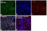 FAP Recombinant Rabbit Monoclonal Antibody (5H0Y9)