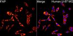 FAP Antibody in Immunocytochemistry (ICC/IF)