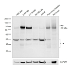 FAP Antibody in Western Blot (WB)