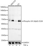Phospho-NFkB p65 (Ser536) Recombinant Rabbit Monoclonal Antibody (0M10G9)