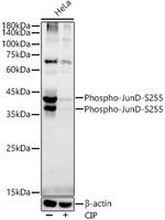 Phospho-JunD (Ser255) Recombinant Rabbit Monoclonal Antibody (5M8M4)