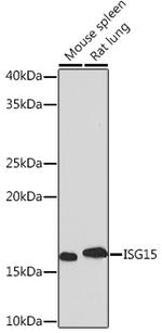 ISG15 Recombinant Rabbit Monoclonal Antibody (2C6V1)
