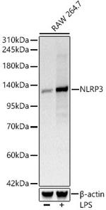 NLRP3 Recombinant Rabbit Monoclonal Antibody (1O9U2)