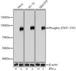 Phospho-STAT1 (Tyr701) Antibody in Western Blot (WB)