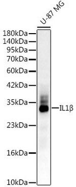 IL-1 beta Antibody in Western Blot (WB)
