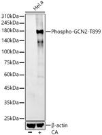 Phospho-GCN2 (Thr899) Recombinant Rabbit Monoclonal Antibody (6Q8C6)