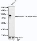 Phospho-beta Catenin (Ser552) Antibody in Western Blot (WB)