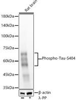 Phospho-Tau (Ser404) Antibody in Western Blot (WB)