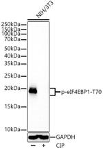 Phospho-4EBP1 (Thr70) Antibody in Western Blot (WB)