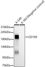 CD109 Recombinant Rabbit Monoclonal Antibody (2Z2A1)