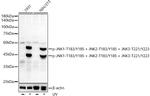 Phospho-JNK1/JNK2/JNK3 (Thr183, Tyr185, Thr221, Tyr223) Recombinant Rabbit Monoclonal Antibody (6F10V6)