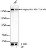 Phospho-RNA pol II CTD (Thr4) Antibody in Western Blot (WB)